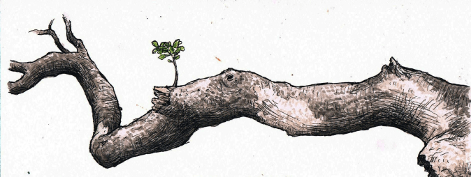 Aviary Photo_131149796208364899