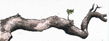 Aviary Photo_131149849703701808