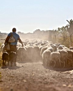 Shepherding Like Christ: Relentlessly Tender