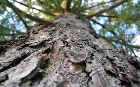 tree bark