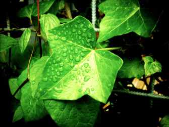 rainy plant leaves rain